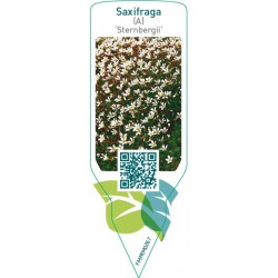 Saxifraga (A) ‘Sternbergii’