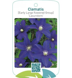 Clematis [Early Large flowered Group] ‘Lasurstern’