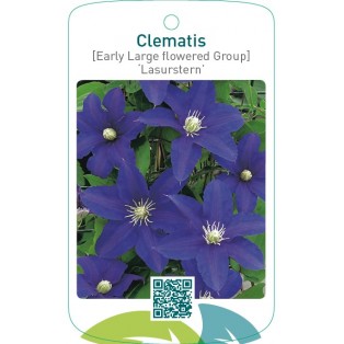 Clematis [Early Large flowered Group] ‘Lasurstern’