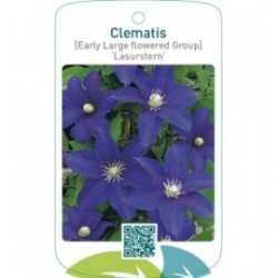 Clematis [Early Large flowered Group] ‘Lasurstern’