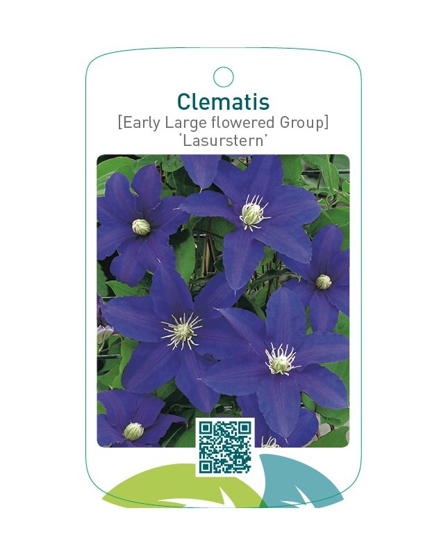 Clematis [Early Large flowered Group] ‘Lasurstern’