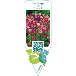 Saxifraga (A) ‘Triumph’