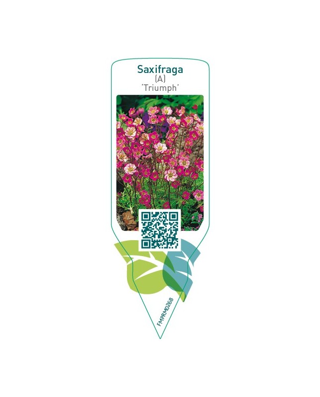 Saxifraga (A) ‘Triumph’