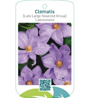 Clematis [Late Large flowered Group] ‘Lawsoniana’