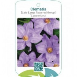 Clematis [Late Large flowered Group] ‘Lawsoniana’