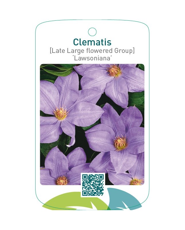 Clematis [Late Large flowered Group] ‘Lawsoniana’