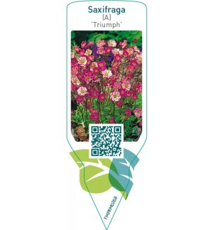Etichette di Saxifraga (A) ‘Triumph’ *