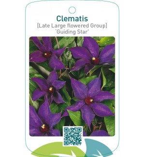 Clematis [Late Large flowered Group] ‘Guiding Star’