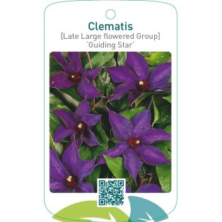 Clematis [Late Large flowered Group] ‘Guiding Star’