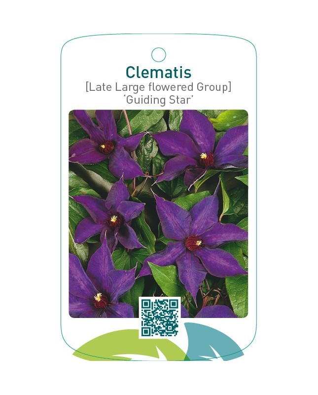 Clematis [Late Large flowered Group] ‘Guiding Star’