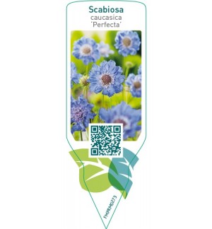 Scabiosa caucasica ‘Perfecta’