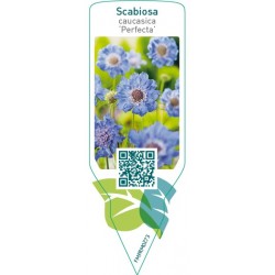 Scabiosa caucasica ‘Perfecta’