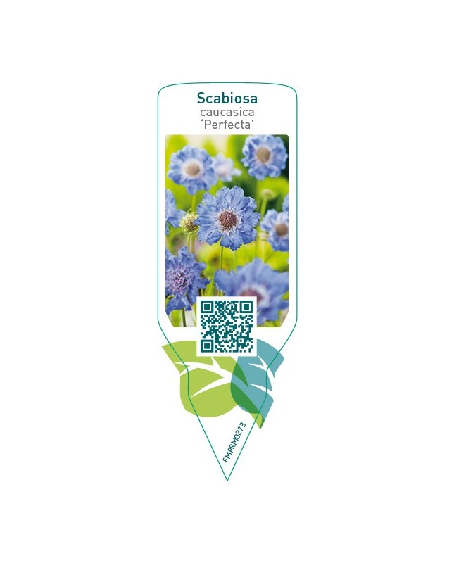 Scabiosa caucasica ‘Perfecta’