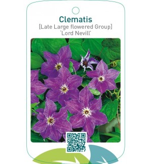 Clematis [Late Large flowered Group] ‘Lord Nevill’