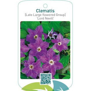 Clematis [Late Large flowered Group] ‘Lord Nevill’