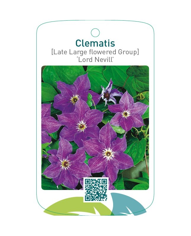 Clematis [Late Large flowered Group] ‘Lord Nevill’