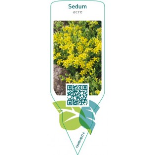 Sedum acre