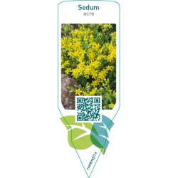 Sedum acre