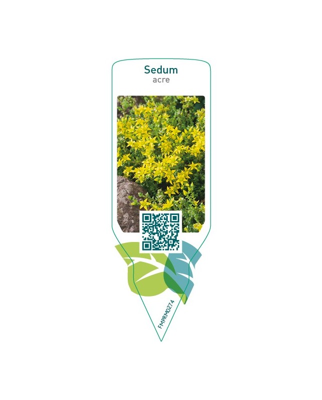 Sedum acre