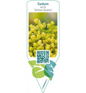 Sedum acre ‘Yellow Queen’