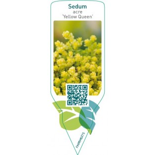 Sedum acre ‘Yellow Queen’