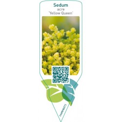 Sedum acre ‘Yellow Queen’