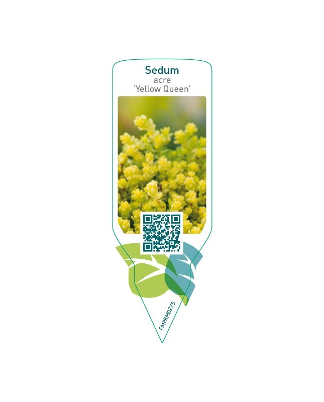 Sedum acre ‘Yellow Queen’