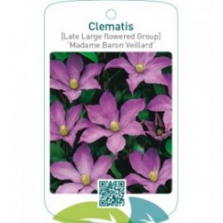 Clematis [Late Large flowered Group] ‘Madame Baron Veilla  *
