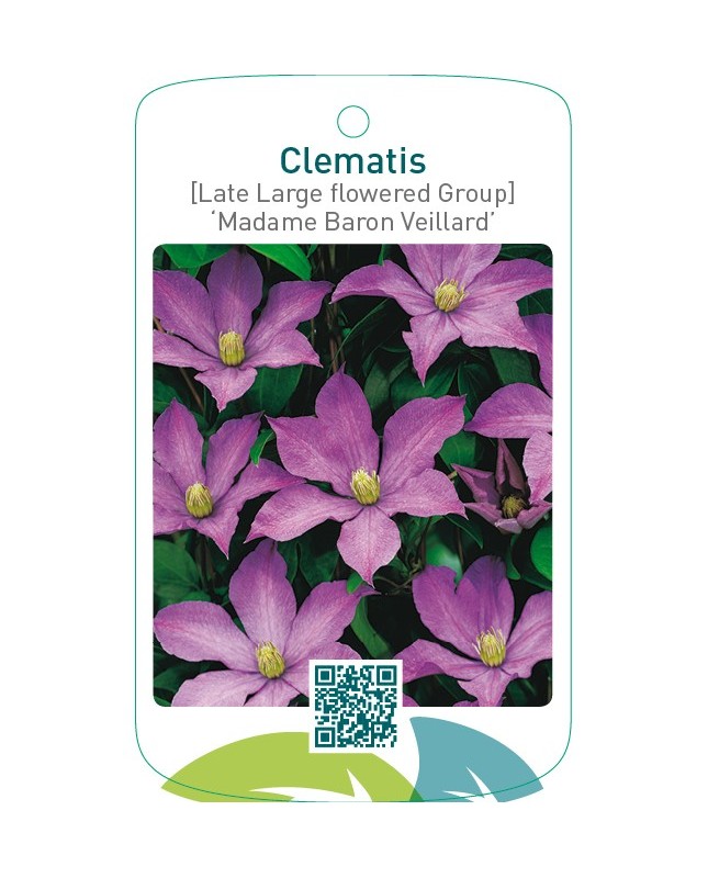 Clematis [Late Large flowered Group] ‘Madame Baron Veilla  *