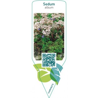 Sedum album