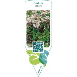 Sedum album