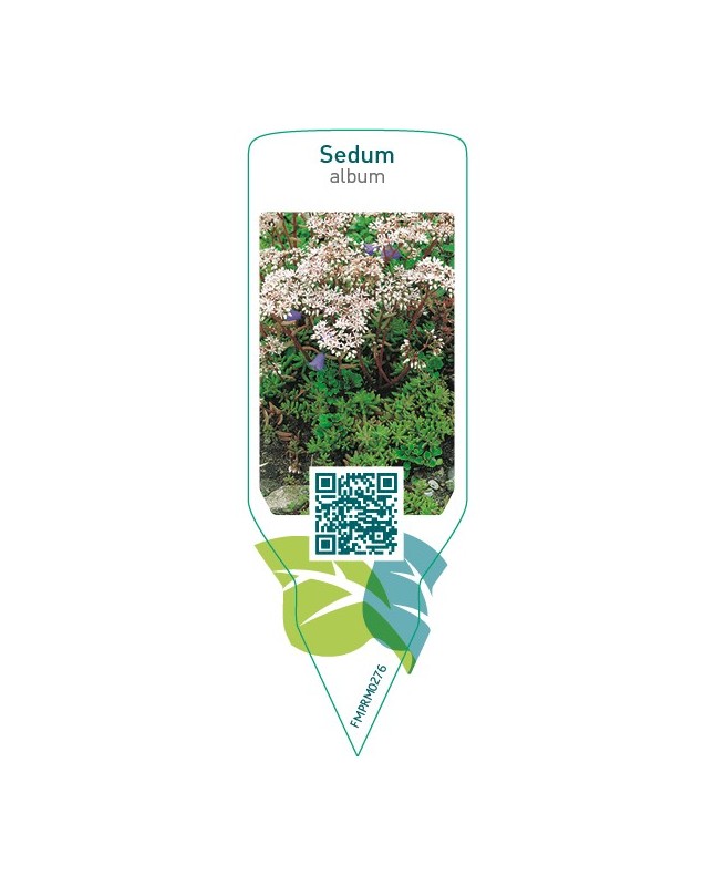 Sedum album