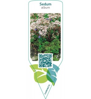 Etichette di Sedum album *