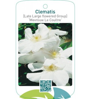 Clematis [Late Large flowered Group] ‘Mevrouw Le Coultre’