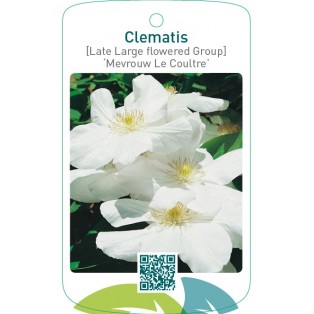 Clematis [Late Large flowered Group] ‘Mevrouw Le Coultre’