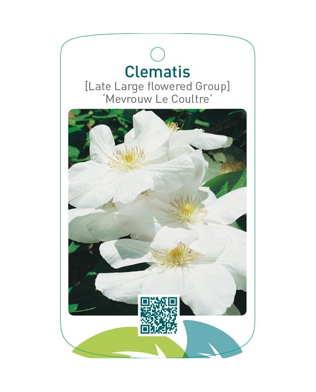 Clematis [Late Large flowered Group] ‘Mevrouw Le Coultre’
