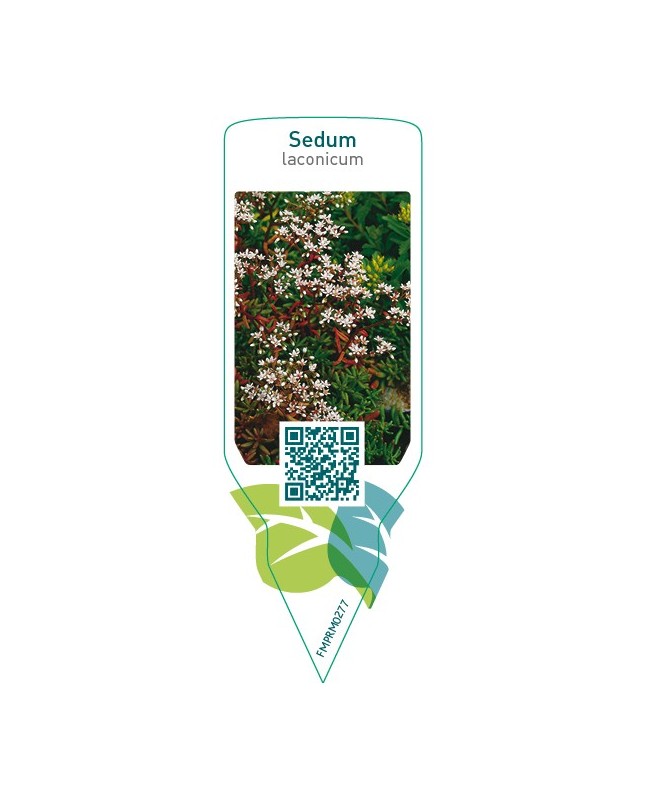 Sedum laconicum