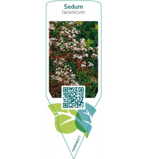 Etichette di Sedum laconicum *