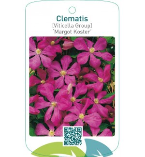 Clematis [Viticella Group] ‘Margot Koster’