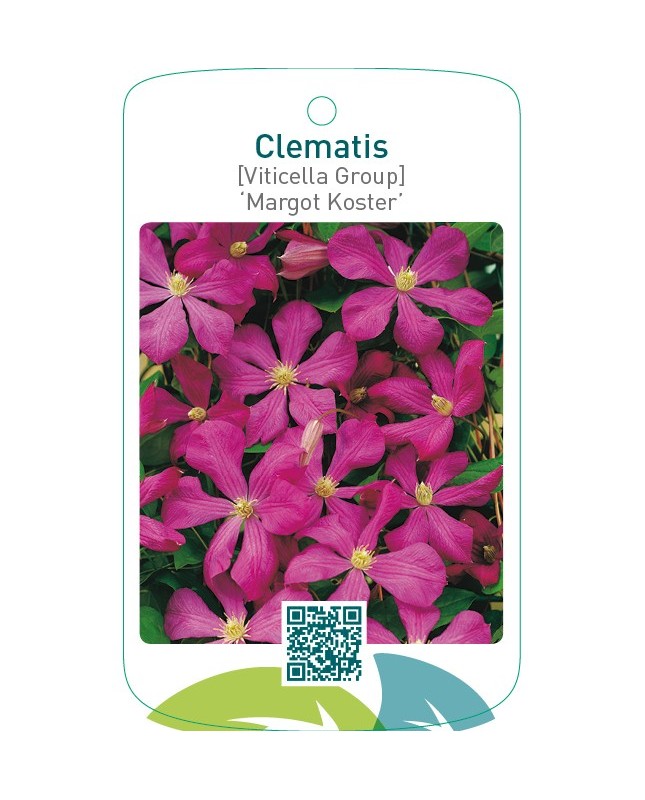 Clematis [Viticella Group] ‘Margot Koster’