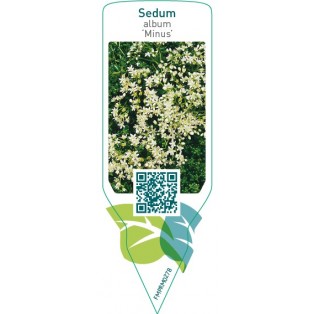 Sedum album ‘Minus’