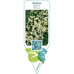 Sedum album ‘Minus’