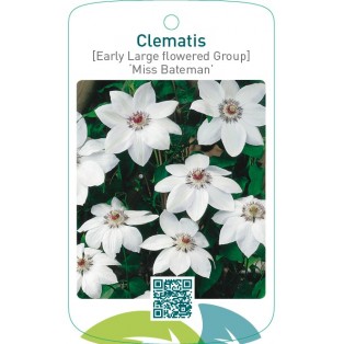 Clematis [Early Large flowered Group] ‘Miss Bateman’