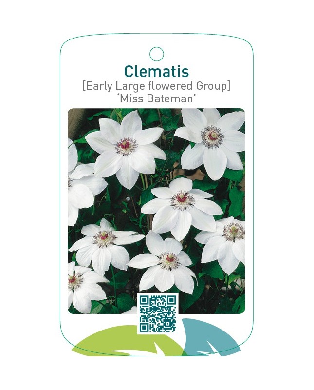 Clematis [Early Large flowered Group] ‘Miss Bateman’
