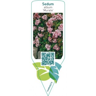 Sedum album ‘Murale’