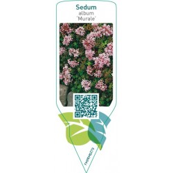 Sedum album ‘Murale’