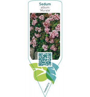 Etichette di Sedum album ‘Murale’ *