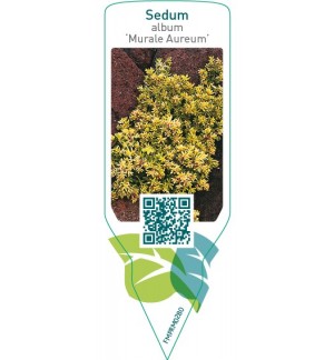 Sedum album ‘Murale Aureum’