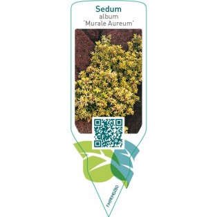 Sedum album ‘Murale Aureum’