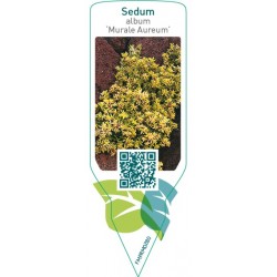 Sedum album ‘Murale Aureum’